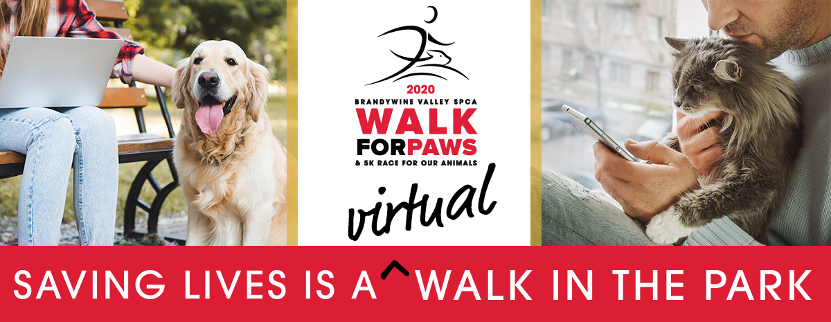 2020 Virtual Walk for Paws 